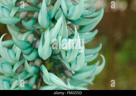 Fleur de vigne ou Emerald Jade (Strongylodon macrobotrys) Banque D'Images