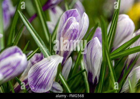 Crocus vernus 'Pickwick' fleur pelouse de printemps safran de jardin Banque D'Images