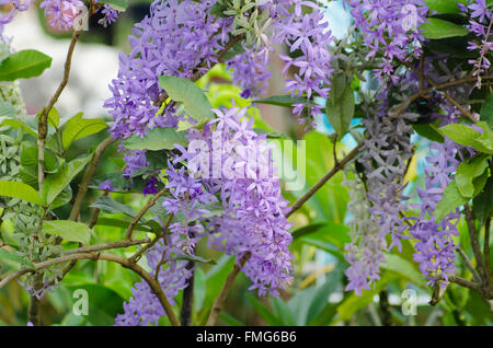 Petrea Fleurs. (Queen's Wreath, de papier de vigne, Couronne pourpre) Banque D'Images