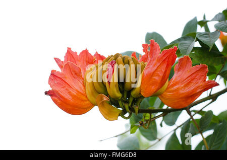 L'Afrique de décoration fleur tulip tree ,flamme de la forêt isolé sur fond blanc Banque D'Images