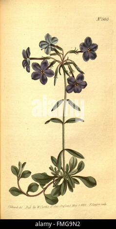 'Curtis's Botanical Magazine' (n° 563) fait partie d'une célèbre série d'illustrations botaniques, présentant des dessins détaillés de plantes, de fleurs et de leurs descriptions scientifiques. Ce numéro met en lumière diverses espèces végétales du monde entier. Banque D'Images