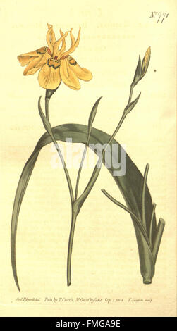 Le numéro 771 de 'Curtis's Botanical Magazine' présente des illustrations botaniques détaillées, présentant des espèces végétales du monde entier et contribuant à la connaissance botanique mondiale et à l'identification des plantes. Banque D'Images