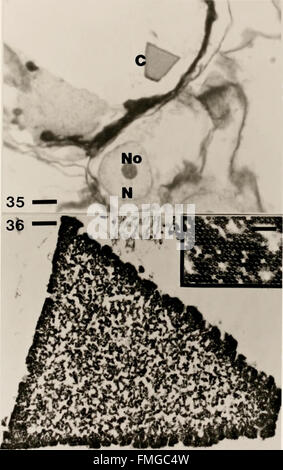 Les méthodes cytologiques pour la détection, l'identification et la caractérisation des virus d'orchidées et de leurs corps d'inclusion (1985) Banque D'Images