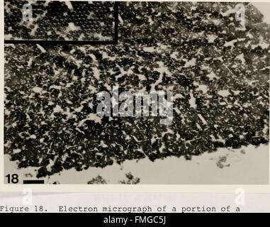 Les méthodes cytologiques pour la détection, l'identification et la caractérisation des virus d'orchidées et de leurs corps d'inclusion (1985) Banque D'Images