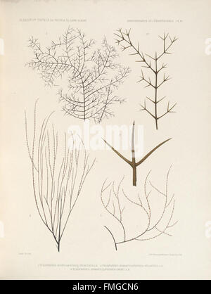 Description des Antipathaires et CC3A9rianthaires recueillis par S.A.S. le Prince de Monaco dans l'Atlantique nord (ANTIPATHAIRES ET CC389PL. RIANTHAIRES IV) Banque D'Images