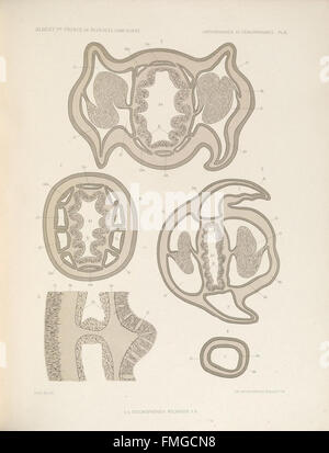 Description des Antipathaires et CC3A9rianthaires recueillis par S.A.S. le Prince de Monaco dans l'Atlantique nord (ANTIPATHAIRES ET CC389PL. RIANTHAIRES IX) Banque D'Images