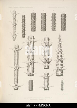 Description des Antipathaires et CC3A9rianthaires recueillis par S.A.S. le Prince de Monaco dans l'Atlantique nord (ANTIPATHAIRES ET CC389PL. RIANTHAIRES VI) Banque D'Images