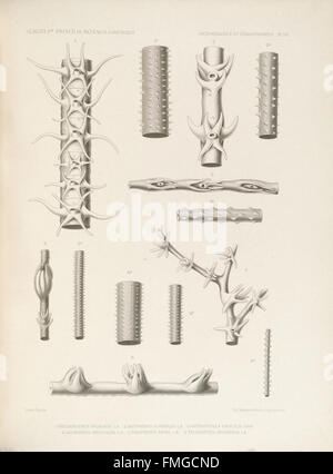 Description des Antipathaires et CC3A9rianthaires recueillis par S.A.S. le Prince de Monaco dans l'Atlantique nord (ANTIPATHAIRES ET CC389PL. RIANTHAIRES VII) Banque D'Images