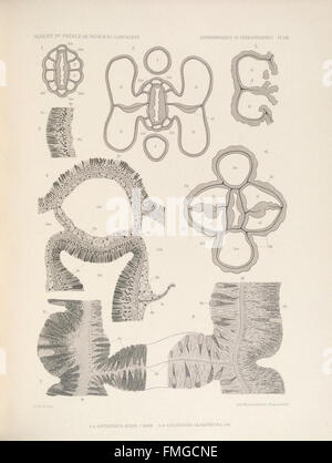 Description des Antipathaires et CC3A9rianthaires recueillis par S.A.S. le Prince de Monaco dans l'Atlantique nord (ANTIPATHAIRES ET CC389PL. RIANTHAIRES VIII) Banque D'Images