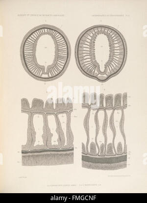 Description des Antipathaires et CC3A9rianthaires recueillis par S.A.S. le Prince de Monaco dans l'Atlantique nord (ANTIPATHAIRES ET CC389PL. RIANTHAIRES X) Banque D'Images