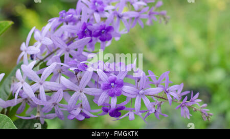 Petrea Fleurs. (Queen's Wreath, de papier de vigne, Couronne pourpre) Banque D'Images