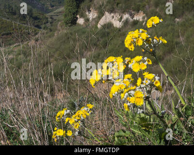 Sonchus acaulis , pissenlit , endémique énorme de fleurs sauvages aux îles Canaries, ici la campagne près de Erjos à Ténérife Banque D'Images