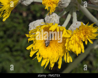 Sonchus acaulis, immense pissenlit, fleur endémique aux îles Canaries, Close up avec abeille près d'Erjos à Ténérife Banque D'Images