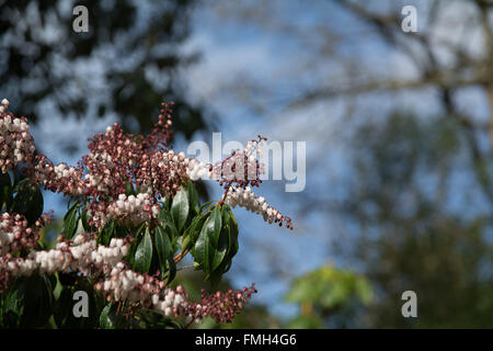 Pieris Jamponica Valley usine Saint Valentin Banque D'Images