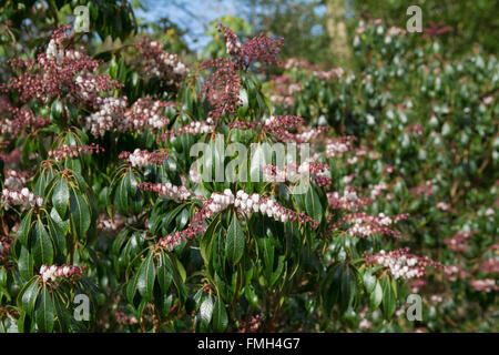 Pieris Jamponica Valley usine Saint Valentin Banque D'Images