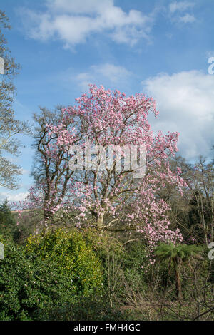 Pieris Jamponica Valley usine Saint Valentin Banque D'Images