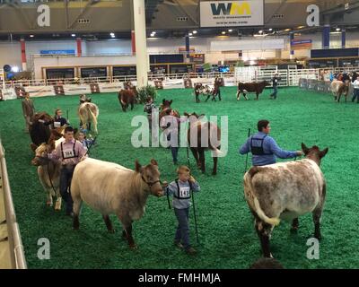 Houston, USA. Mar 11, 2016. Les gens marchent autour d'une arène avec leurs vaches avant la compétition pendant le 2016 Houston Livestock Show and Rodeo de Houston, aux États-Unis, le 11 mars 2016. Le Houston Livestock Show and Rodeo est tenue du 1 mars au 20 mars au parc NRG à Houston. Credit : Zhang Yongxing/Xinhua/Alamy Live News Banque D'Images