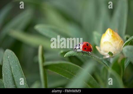 Coccinelle Banque D'Images