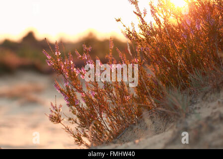 Heather fleurs sur la colline de sable au coucher du soleil d'or Banque D'Images