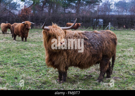 Un Highland cattle dans Croxteth Park près de Liverpool se penche sur la distance sur un froid humide matin de printemps. Banque D'Images