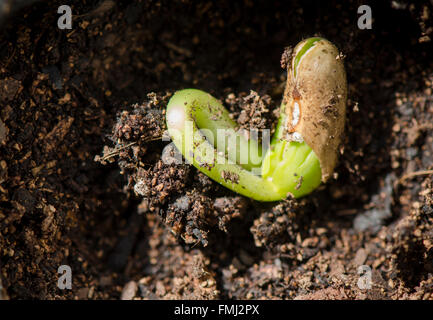 Printemps, haricot commun sprout, germination, Phaseolus vulgaris planté dans le récipient du sol. Banque D'Images