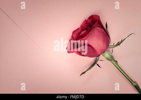 Rose rouge sur l'enveloppe rose Banque D'Images
