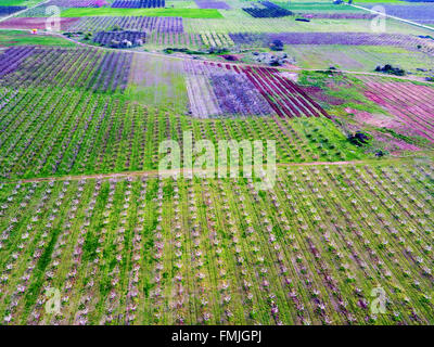 Vue aérienne sur les champs avec des arbres en fleurs. Vue aérienne avec drone Banque D'Images