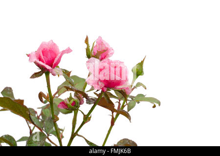 Rose rose isolé sur fond blanc Banque D'Images