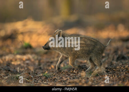 Sangliers / Wildschwein ( Sus scrofa ), rayé shoat, tourne vite à travers une forêt mixte, plein de joie, un faible point de vue. Banque D'Images