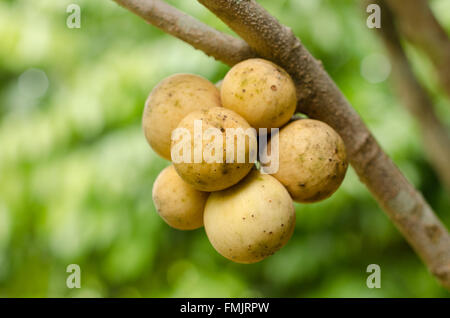 Wollongong growing on tree (Lansium domesticum) Banque D'Images