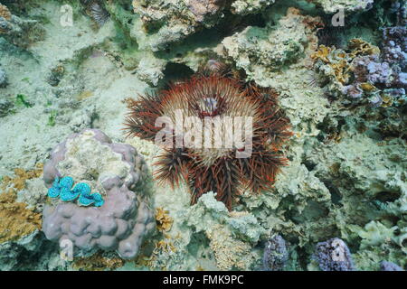 La couronne d'épines, d'étoile de mer Acanthaster planci, sous l'eau sur un récif de corail, l'océan Pacifique, Polynésie Française Banque D'Images