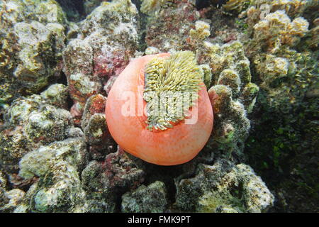 Une vue magnifique sur la mer, de l'anémone Heteractis magnifica, partiellement fermé, l'océan Pacifique, Polynésie Française Banque D'Images