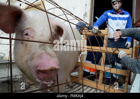 Arcos de Jalón, Espagne. Mar 12, 2016. Un cochon d'être transportée sur une remorque de voiture pour être sacrifié au cours de la célébration de 'La Matanza' à Arcos de Jalón, au nord de l'Espagne. Credit : Jorge Sanz/Pacific Press/Alamy Live News Banque D'Images