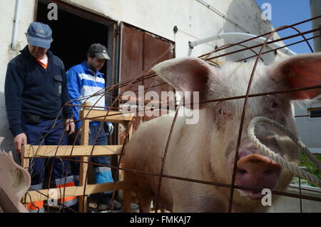 Arcos de Jalón, Espagne. Mar 12, 2016. Un cochon d'être transportée sur une remorque de voiture pour être sacrifié au cours de la célébration de 'La Matanza' à Arcos de Jalón, au nord de l'Espagne. Credit : Jorge Sanz/Pacific Press/Alamy Live News Banque D'Images