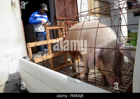 Arcos de Jalón, Espagne. Mar 12, 2016. Un cochon d'être transportée sur une remorque de voiture pour être sacrifié au cours de la célébration de 'La Matanza' à Arcos de Jalón, au nord de l'Espagne. Credit : Jorge Sanz/Pacific Press/Alamy Live News Banque D'Images