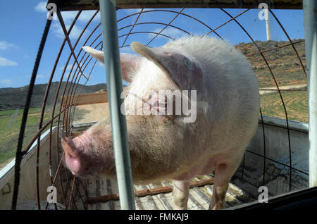 Arcos de Jalón, Espagne. Mar 12, 2016. Un cochon d'être transportée sur une remorque de voiture pour être sacrifié au cours de la célébration de 'La Matanza' à Arcos de Jalón, au nord de l'Espagne. Credit : Jorge Sanz/Pacific Press/Alamy Live News Banque D'Images