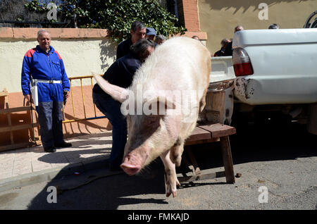 Arcos de Jalón, Espagne. Mar 12, 2016. Un cochon d'être transportée sur une remorque de voiture pour être sacrifié au cours de la célébration de 'La Matanza' à Arcos de Jalón, au nord de l'Espagne. Credit : Jorge Sanz/Pacific Press/Alamy Live News Banque D'Images