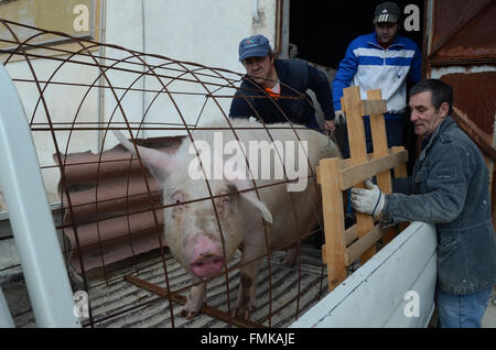 Arcos de Jalón, Espagne. Mar 12, 2016. Un cochon d'être transportée sur une remorque de voiture pour être sacrifié au cours de la célébration de 'La Matanza' à Arcos de Jalón, au nord de l'Espagne. Credit : Jorge Sanz/Pacific Press/Alamy Live News Banque D'Images