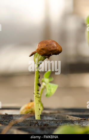Printemps, haricot commun sprout, germination, Phaseolus vulgaris planté dans le récipient du sol. Banque D'Images