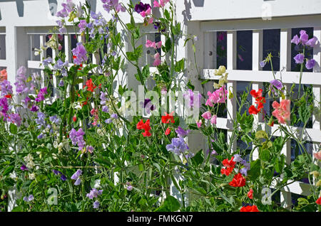 Pois colorés de fleurs sur treillis Banque D'Images