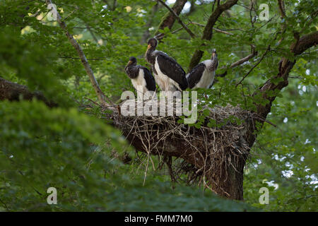 Cigognes noires / Schwarzstoerche ( Ciconia nigra ), descendance dans le nid, nichant haut dans un vieux hêtre, attendant la nourriture, la faune, l'Europe. Banque D'Images