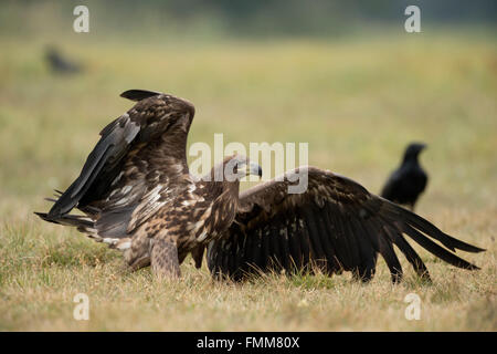 Aigle à queue blanche / Seeadler ( Haliaeetus albicilla ), puissant oiseau de proie subadulte immature, après l'atterrissage, ailes ouvertes, faune, Europe. Banque D'Images