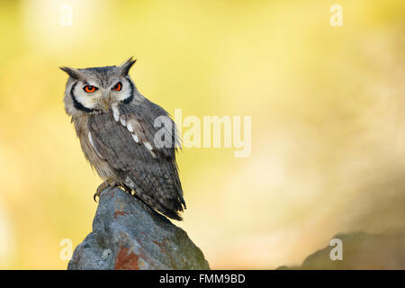 Chouette à face blanche du Sud / Südbüscheleule ( Ptilopsis granti ), se trouve sur un rocher devant un fond jaune vif et ensoleillé. Banque D'Images