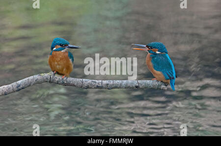 Les mâles et femelles, Kingfisher Alcedo atthis pendant la pariade. Au printemps. Uk Banque D'Images