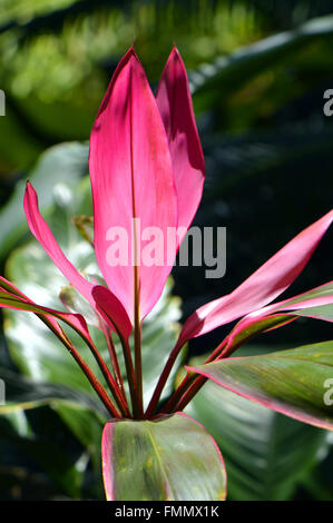 Hawaiian Ti Plant nom Latin Cordyline terminalis Banque D'Images