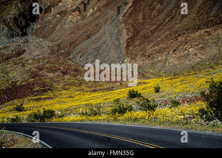 Death Valley National Park, California, USA. Mar 9, 2016. Death Valley National Park, le meilleur endroit sur terre, connaît une 'super' floraison de fleurs cette année. El''"o effets secondaires de l'océan Pacifique ont apporté l'humidité nécessaire à la sécheresse en Californie. Plus de trois pouces de pluie sont tombés sur des parties de la vallée de la mort au cours d'une tempête en octobre 2015, des inondations et une perturbation du sol et les graines en dormance depuis longtemps. © Bruce Chambers/ZUMA/Alamy Fil Live News Banque D'Images