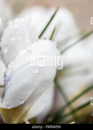 Gros plan du crocus blanc frais avec des gouttes de rosée du matin Banque D'Images