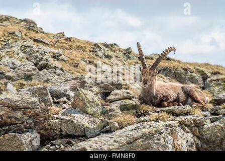 Mâle unique Alpine Ibex, Alpes suisses, Suisse Banque D'Images