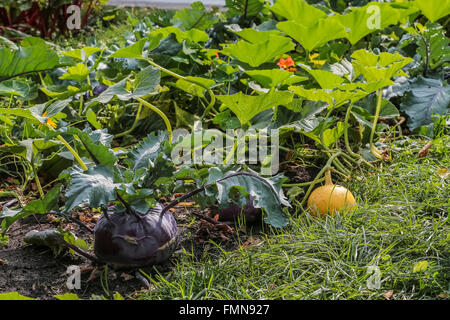 Plantes ornementales dans le parc Banque D'Images