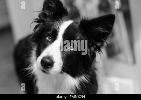 Border Collie mignon en noir et blanc Banque D'Images